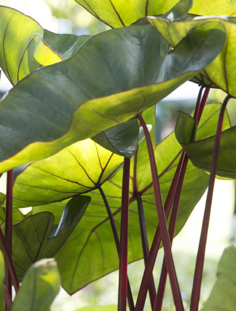 Colocasia Hawaiian Punch 2 gal