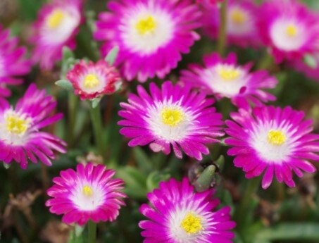 Ice Plant Jewel of desert Ruby 1 gal