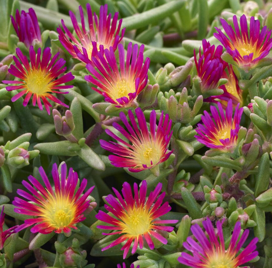 Ice Plant Delmara Fuchsia 1 gal