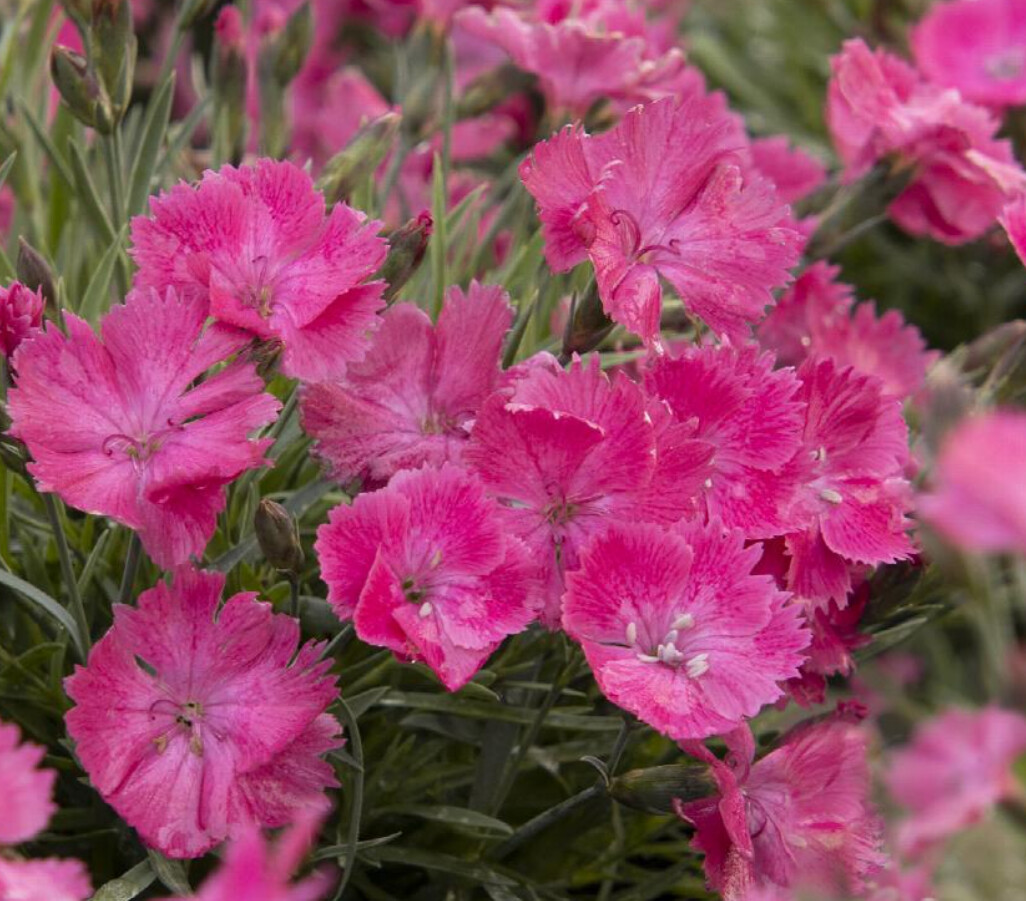 Dianthus Vivid Bright light 1 gal