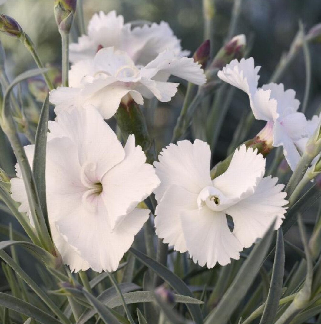 Dianthus Angel of Purity 1 gal