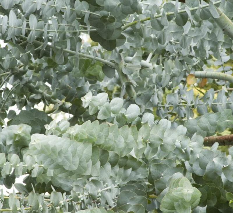 Eucalyptus Cinerea 5 gal