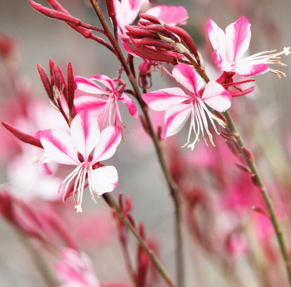 Gaura Gambit Vari Rose 1 gal