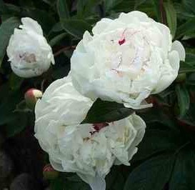 Peony Double White 1 gal