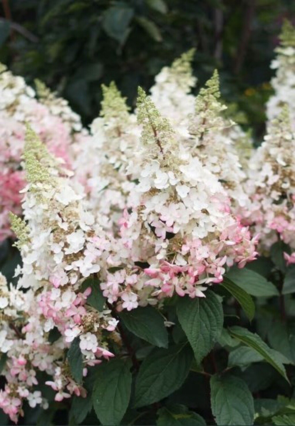 Hydrangea Candlelight 2 gal