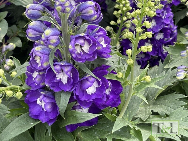 Delphinium Blue w/White Center Qt