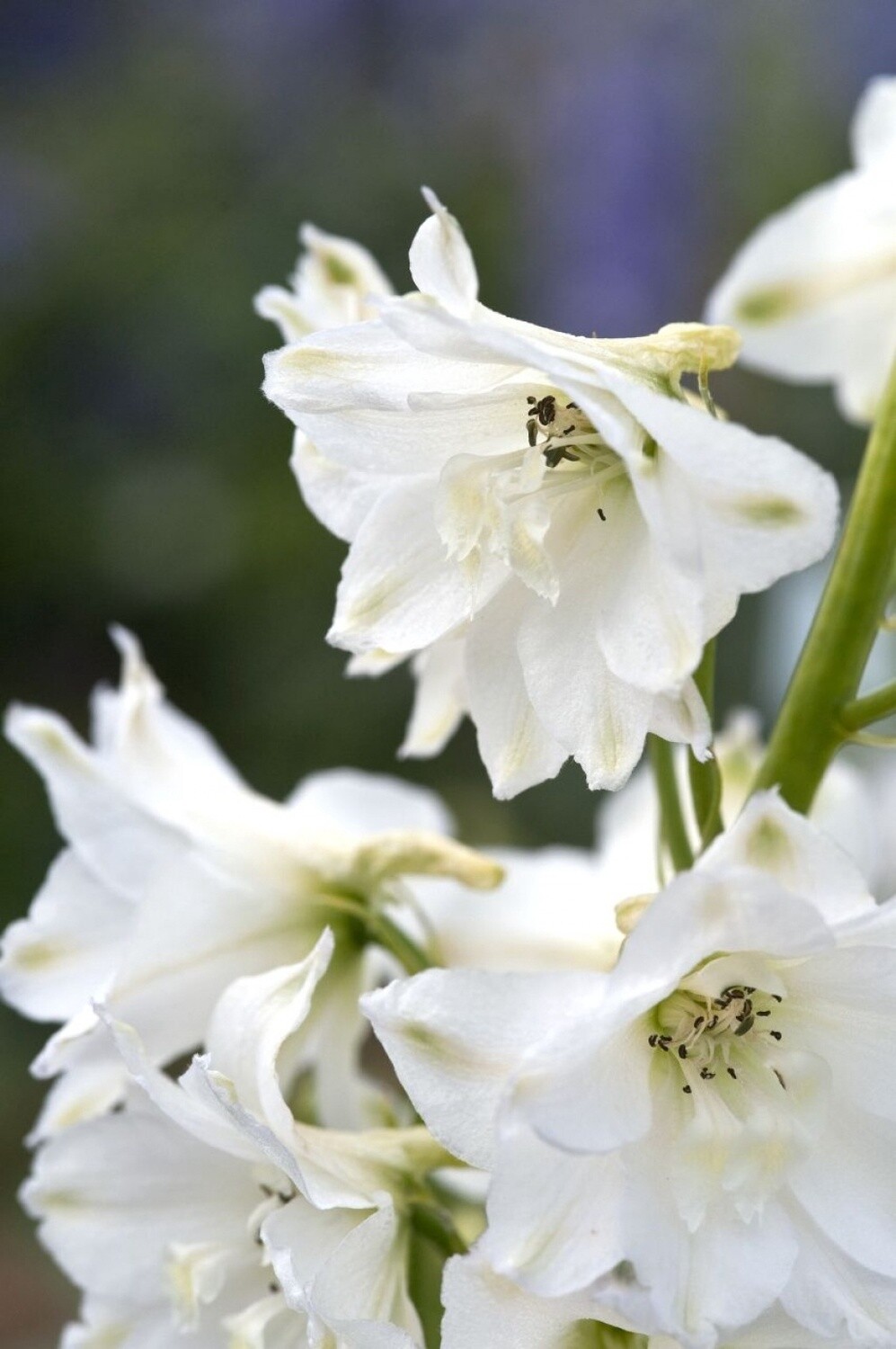 Delphinium Pure White Qt