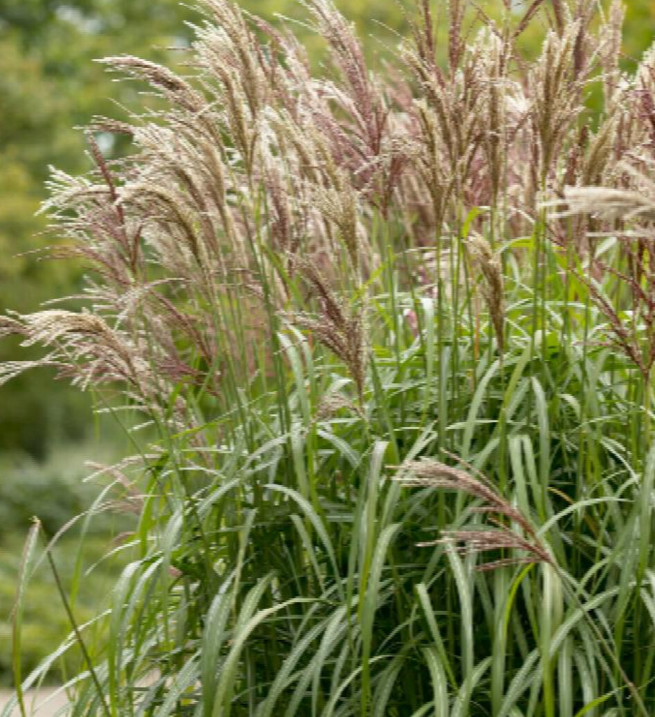 Miscanthus Malepartus 2 gal