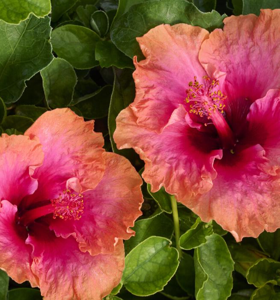 Hibiscus Erin Rachel 1 gal