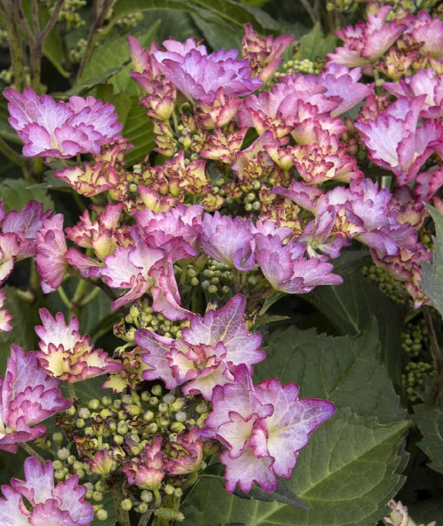 Hydrangea Crystal Cove 2 gal