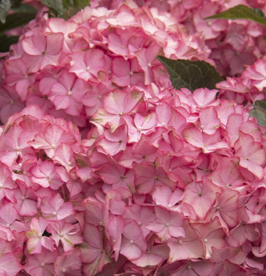 Hydrangea Hamptons 2 gal