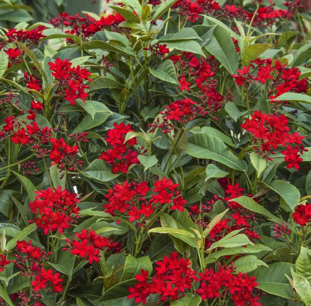 Jatropha 1 gal
