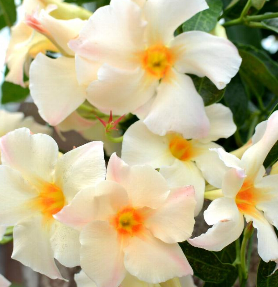 Mandevilla Apricot 2 gal st