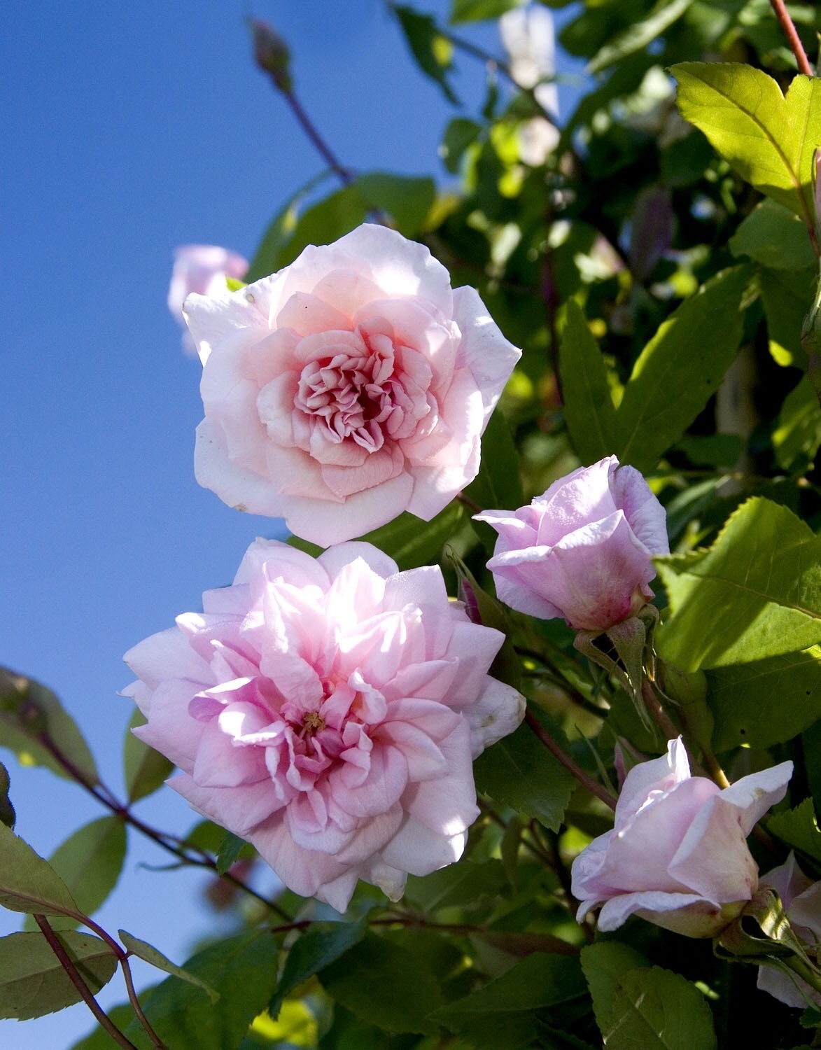 Rose Cecile Brunner 5 gal