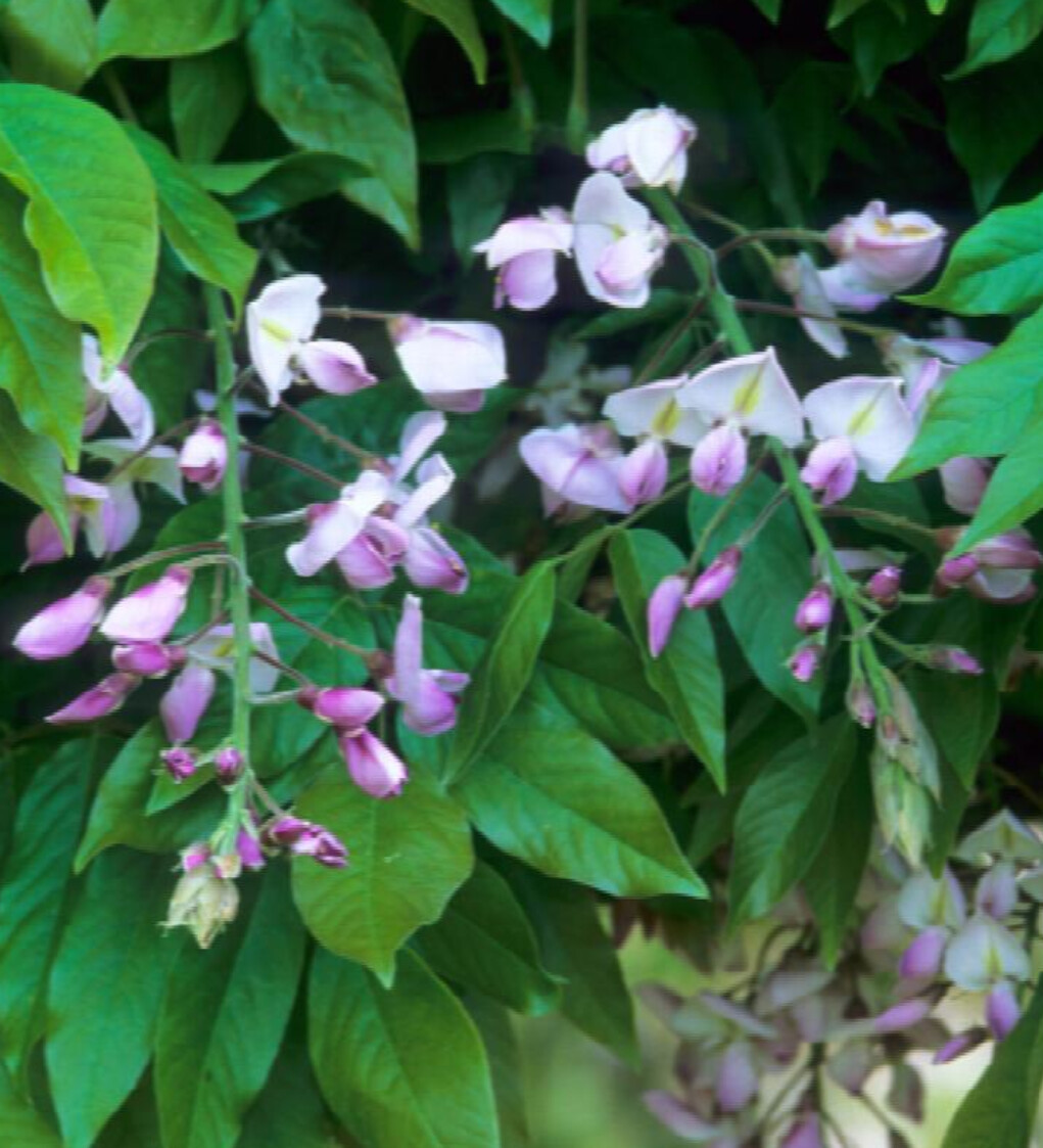 Wisteria Shiro Beni 2 gal