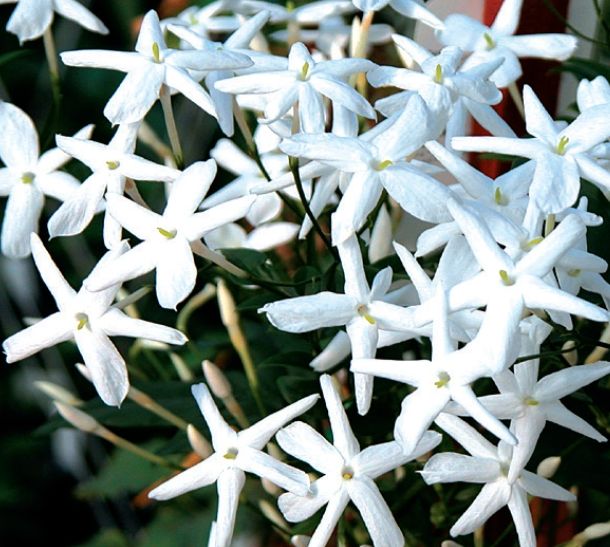 Jasmine Officinale 1 gal