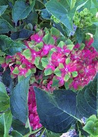 Hyrdrangea Pistachio 1 gal