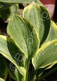 Hosta Frances Williams 1 gal
