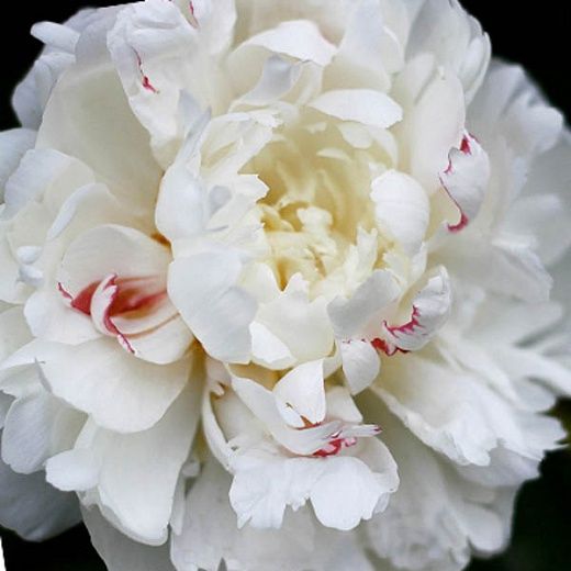 Peony Festiva Maxima 1 gal