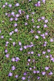 Creeping Mazus 4"