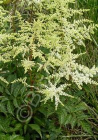 Astilbe Avalanche 1 gal