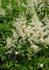 Astilbe Snowdrift 1 gal