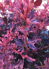 Barberry Rose Glow 1 gal