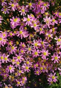 Coreopsis Rosea 4&quot;