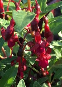 Fuchsia Katjan 1 gal