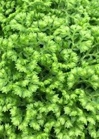 Selaginella Brownii 4&quot;