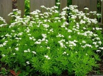 Sweet Woodruff 1 gal