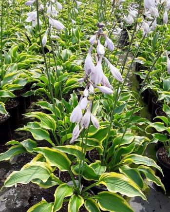 Hosta Atlantis 1 gal