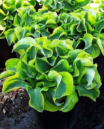 Hosta Mini Skirt 1 gal