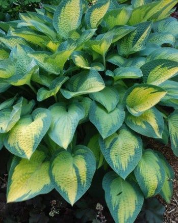 Hosta Paul&#39;s Glory 1 gal