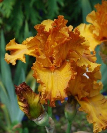 Iris Golden Panther 1 gal