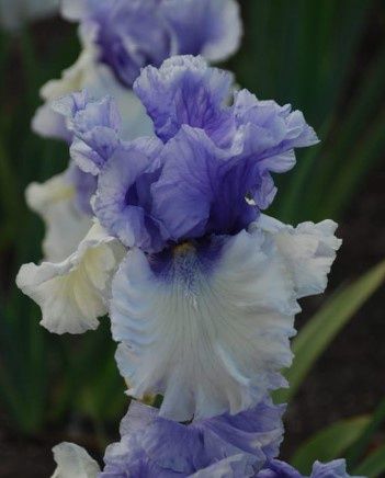 Iris Germanica Wintry Sky 1 gal