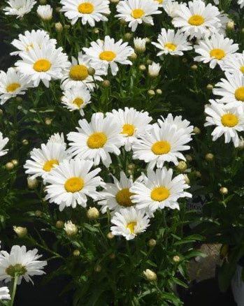 Shasta Daisy &#39;Daisy May&#39; 1 gal