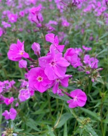 Phlox Opening Act Romance 1 gal