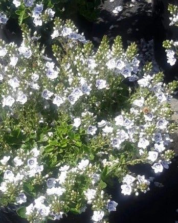 Veronica Snowmass 1 gal