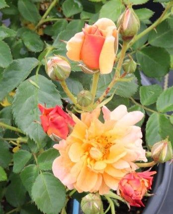 Rose Horcogjil At Last 2 gal