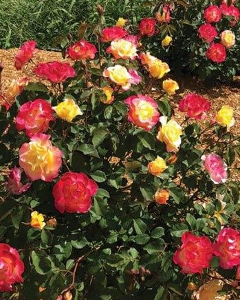 Rose Gumball Machine 2 gal