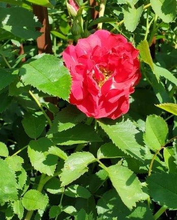 Rose Climber Blaze Improved 2 gal
