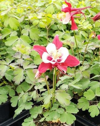 Columbine Kirigami Red/White 4"