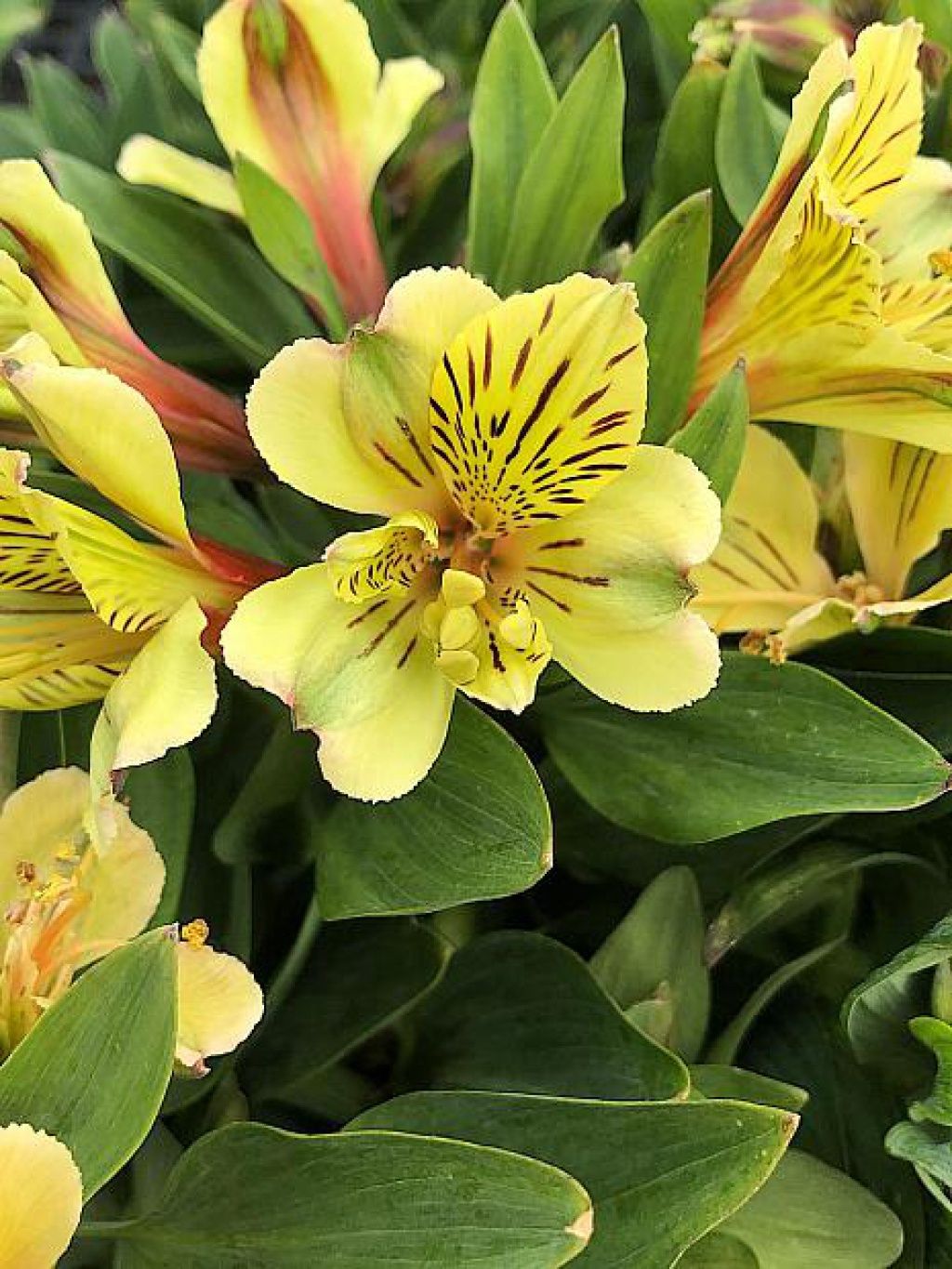 Alstroemeria Inca Rio 8&quot;