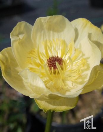 Trollius Cheddar Qt