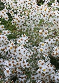 Aster Cape Cod Qt
