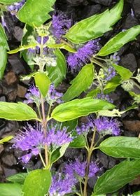 Caryopteris Good as Gold 1 gal