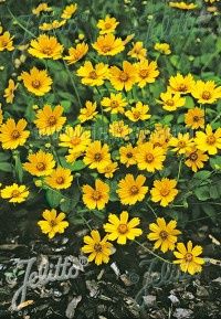 Coreopsis Elfin Gold 4&quot;