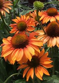 Echinacea Prima Ginger 1 gal