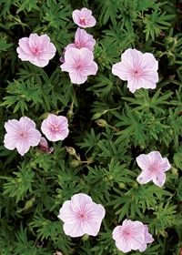 Geranium Lancastriense 1 gal
